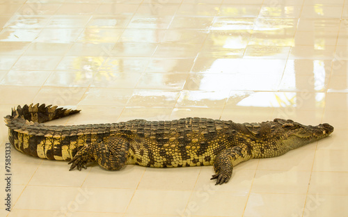 Plakat tajlandia woda aligator