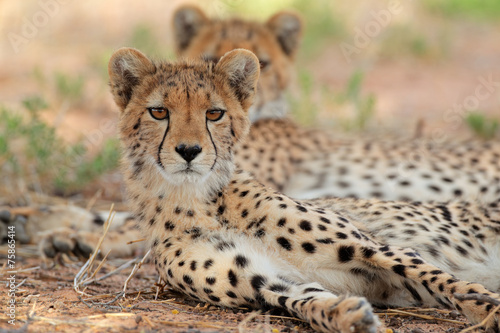 Fototapeta safari fauna afryka republika południowej afryki