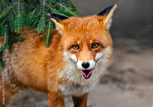 Obraz na płótnie natura zwierzę las dzikie zwierzę ssak