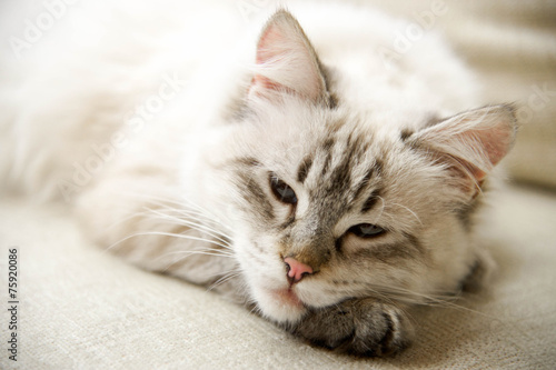 Naklejka spokojny portret zwierzę kot oko