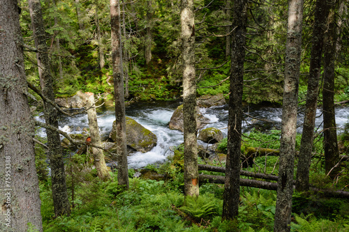 Obraz na płótnie zakopane sosna tatry natura