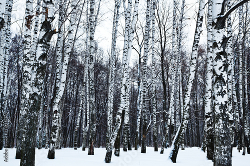 Naklejka widok pejzaż las park śnieg