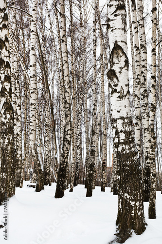 Fototapeta park śnieg pejzaż