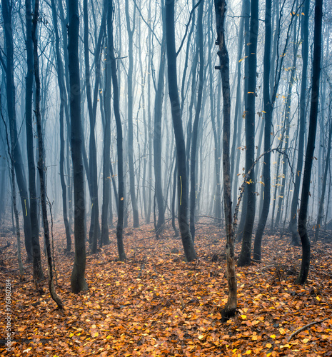 Naklejka natura las drzewa jesień polana