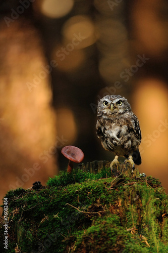 Fototapeta fauna ptak dziki drzewa natura