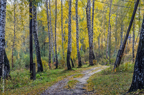 Plakat wieś wzgórze natura brzoza