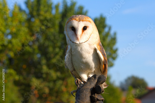 Naklejka ptak piękny natura dziki sowa