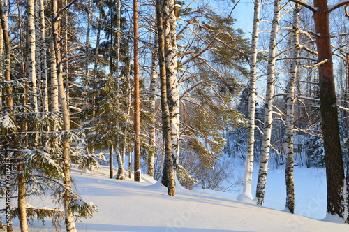 Fototapeta brzoza las śnieg