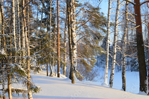 Naklejka brzoza las śnieg