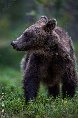 Naklejka bezdroża natura finlandia kanada