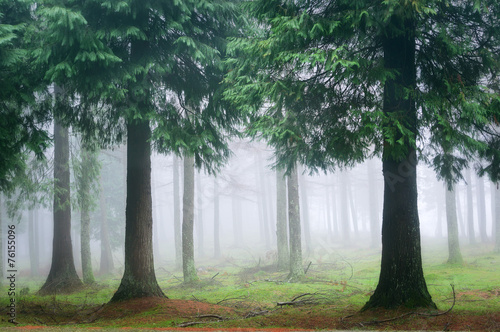 Naklejka drzewa las natura pejzaż ranek