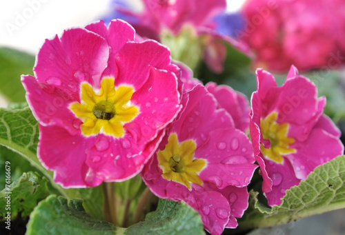 Fotoroleta kwiat natura roślina rosa