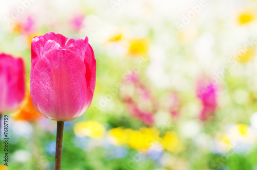 Obraz na płótnie roślina kwiat tulipan kwietnik płatki