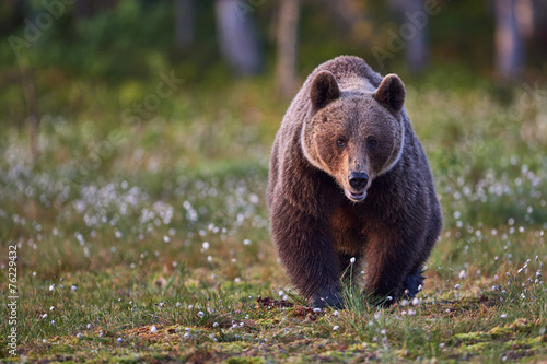 Naklejka fauna zwierzę lato las niedźwiedź