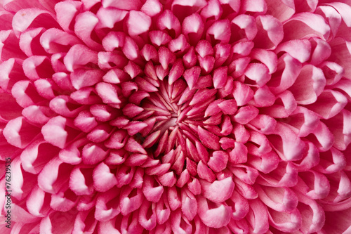Obraz na płótnie roślina miłość chryzantema pąk kwiat