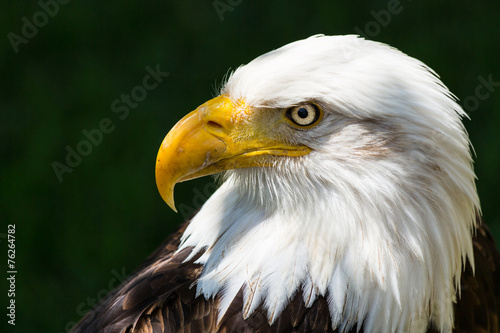 Plakat natura ptak zwierzę majestatyczny