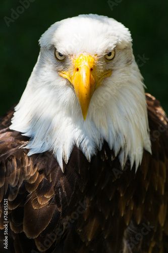 Naklejka zwierzę ptak natura raptor