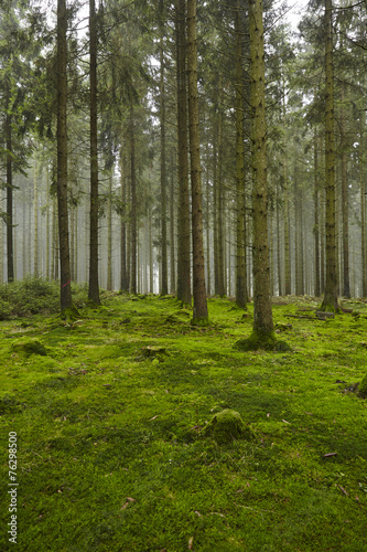 Plakat natura roślina mech