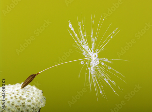 Fototapeta roślina ogród natura rosa świeży