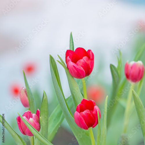Fotoroleta piękny tulipan kwiat