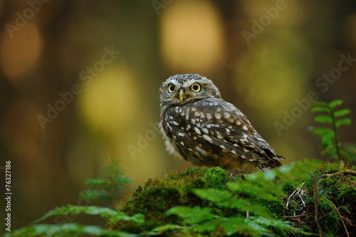 Fototapeta oko piękny fauna jesień natura