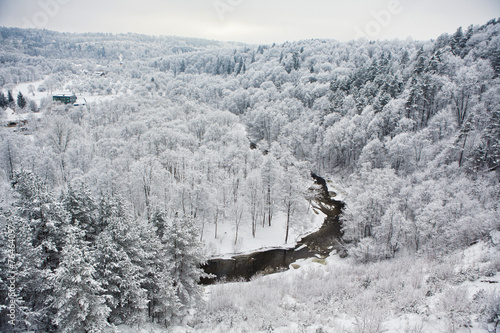 Naklejka drzewa las śnieg