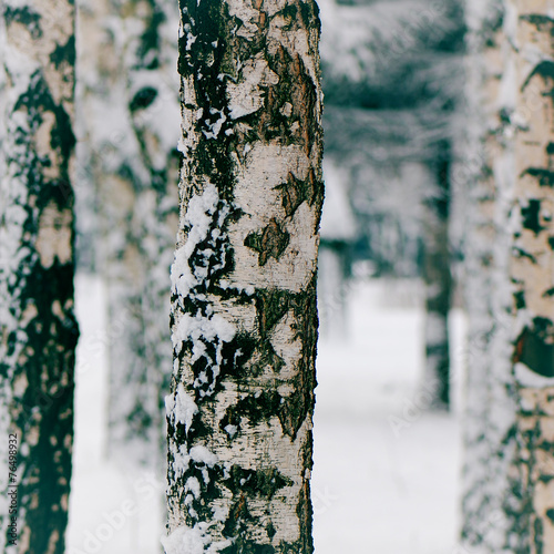 Fotoroleta drzewa wzór park