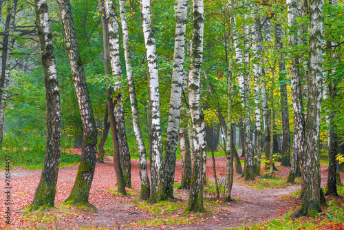 Fototapeta drzewa roślina ogród natura spokojny