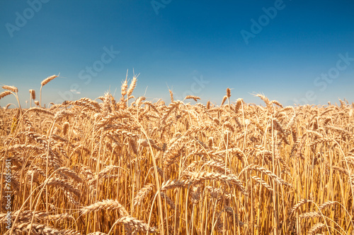 Fotoroleta roślina natura ziarno jesień