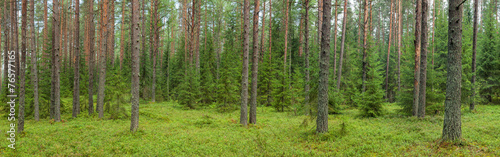 Plakat sosna łąka wiejski jodła świerk