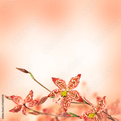 Obraz na płótnie piękny pąk kwitnący motyl roślina