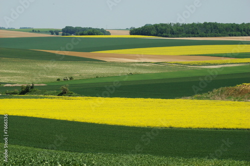 Plakat pszenica natura rolnictwo