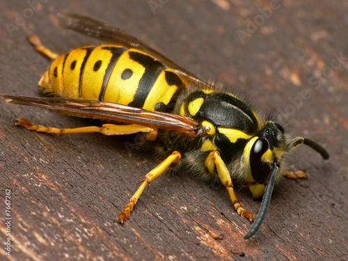 Naklejka zwierzę natura ogród żółty