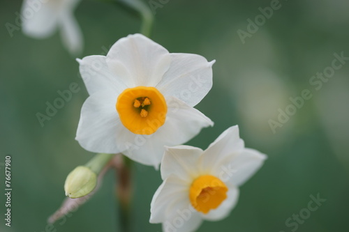 Obraz na płótnie kwiat narcyz roślina park krajobraz