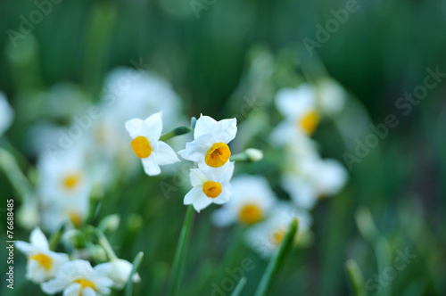 Naklejka kwiat roślina narcyz zapach zimą