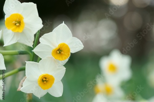 Fotoroleta roślina narcyz kwiat krajobraz