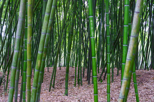 Fototapeta park ogród zen