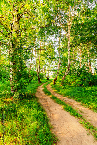 Naklejka droga natura drzewa ścieżka