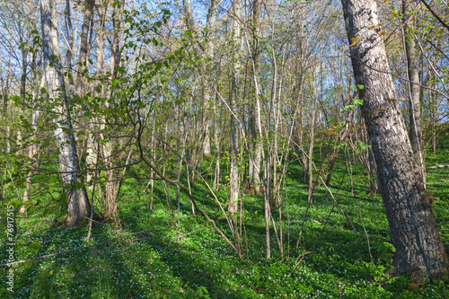 Naklejka pastwisko natura kwitnący