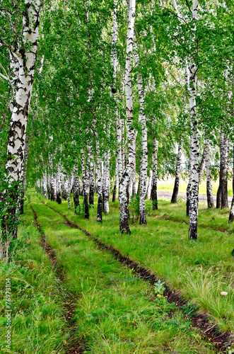 Naklejka droga dziki natura drzewa trawa