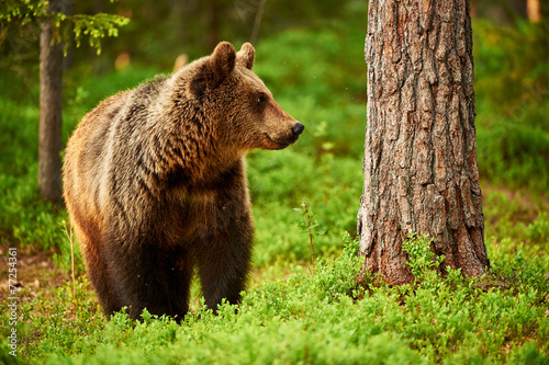 Obraz na płótnie natura ssak zwierzę