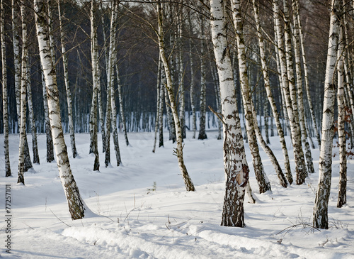 Naklejka śnieg słońce pejzaż brzoza