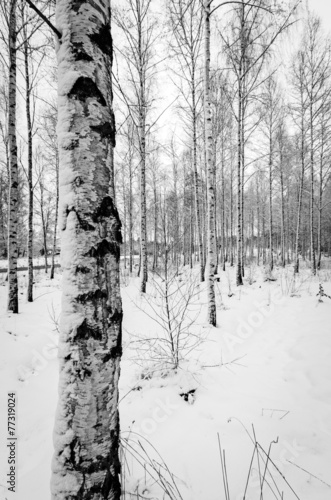 Fototapeta piękny drzewa szwecja park