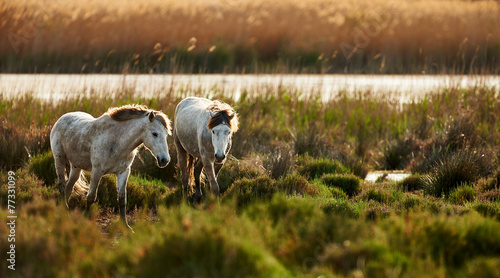 Naklejka europa ogier natura ssak