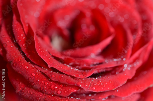 Obraz na płótnie rosa roślina świeży