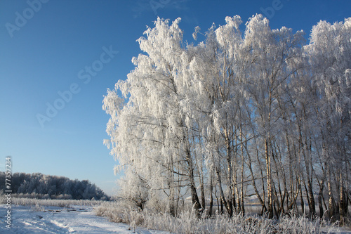 Fotoroleta natura brzoza drzewa