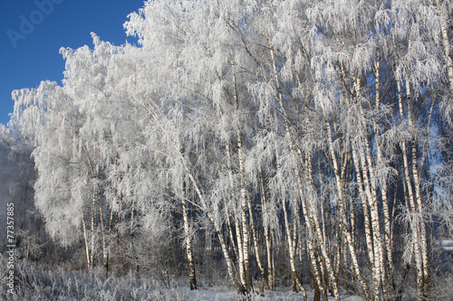 Fototapeta lód natura brzoza roślina