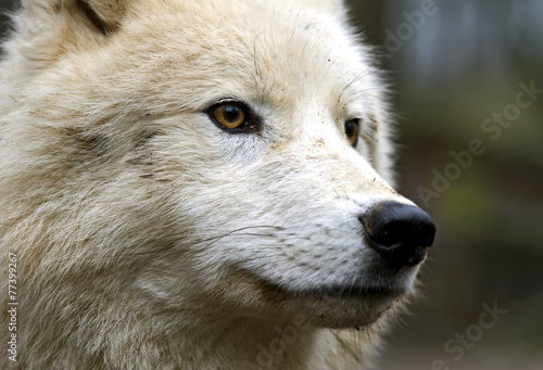 Naklejka bezdroża natura zwierzę