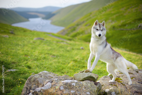 Naklejka Sybrian husky w górach