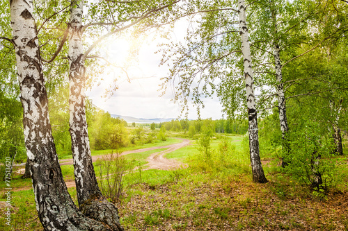 Fotoroleta słońce brzoza wzgórze natura